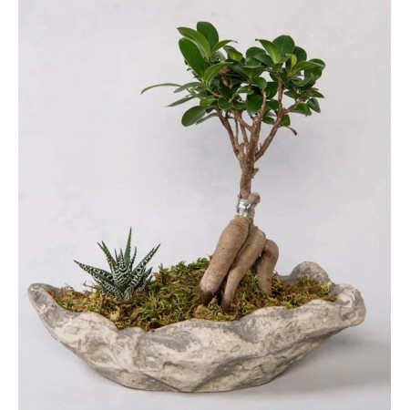Dekoratif Saksıda Ficus Ginseng Bonsai